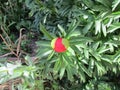 Red peony in the flowerbed in the garden