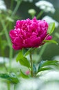 Red peony flowers Royalty Free Stock Photo