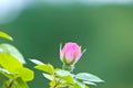 Red peony flowers Royalty Free Stock Photo