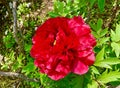 red peony flowers in bloom during the month of April in Jardin des Plantes in Paris Royalty Free Stock Photo