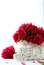 red peony flowers Royalty Free Stock Photo