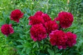 Red Peony albiflora x Paeonia officinalis `Red Charm` in the garden, macro photo