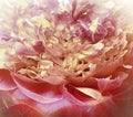 Red  peony  flowers  and petals peonies   Floral background.  Close-up. Royalty Free Stock Photo