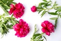 Red peony flowers on white background Royalty Free Stock Photo