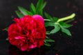 Red peony paeoni, latin name Paeoniaceae isolated on a black background