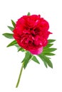 Red peony paeoni, latin name Paeoniaceae isolated on a white background