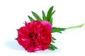 Red peony paeoni, latin name Paeoniaceae isolated on a white background