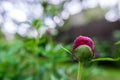 Red peony Paeonia Officinalis  flower bud after rain close up shot Royalty Free Stock Photo