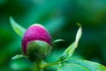 Red peony Paeonia Officinalis  flower bud after rain close up shot Royalty Free Stock Photo