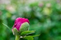 Red peony Paeonia Officinalis  flower bud after rain close up shot Royalty Free Stock Photo