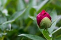 Red peony Paeonia Officinalis flower bud after rain close up shot Royalty Free Stock Photo