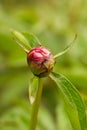Red peony Paeonia Officinalis flower bud after rain close up shot, shallow depth of field Royalty Free Stock Photo