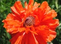 Red peony poppy flower closeup in full bloom