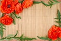 Red peony poppy papaver on a bamboo background .