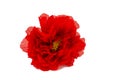 Red peony poppy on white background Royalty Free Stock Photo