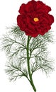 Red peony tenuifolia flower. Vector Royalty Free Stock Photo