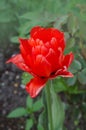 Red peony tulip Royalty Free Stock Photo