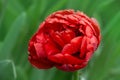 Red peony tulip Royalty Free Stock Photo