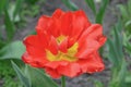 Red peony tulip Royalty Free Stock Photo