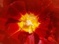 Red peony tulip Royalty Free Stock Photo