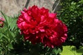 Red peony with a yellow-black butterfly. Bright juicy flowers on the bush