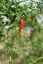 Red pepper