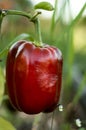Red pepper in the garden Royalty Free Stock Photo