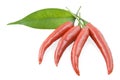 Red pepper chili and leaf Royalty Free Stock Photo