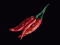 Red pepper chilli vector illustration Royalty Free Stock Photo