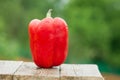 Red pepper closeup, paprika on green nature background. Outdoor Royalty Free Stock Photo