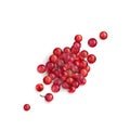 Red Peppercorn Seeds or Pink Pepper Corns Illustration