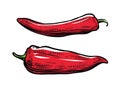 Red pepper. Culinary seasoning, food vector illustration