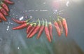 Red pepper on dark board background