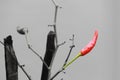 Red pepper on dry branches on gray background