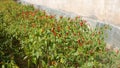 Red pepper field by farmhouse, adobe rgb