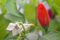 Red pepper and flower with green leaves Royalty Free Stock Photo