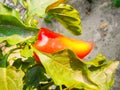 Red pepper on a green bush. sweet pepper bush in the garden Royalty Free Stock Photo