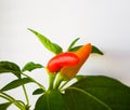 Red pepper on a green bush. sweet pepper bush in the garden Royalty Free Stock Photo