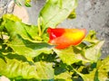 Red pepper on a green bush. sweet pepper bush in the garden Royalty Free Stock Photo