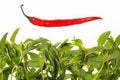 Red pepper and green leaves