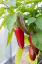 Red pepper in the greenhouse grows in the garden. Royalty Free Stock Photo