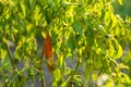 Red pepper growing in garden Royalty Free Stock Photo