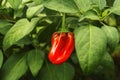 Red pepper grows on a green branch with leaves Royalty Free Stock Photo