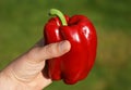 Red Pepper in Hand with Path