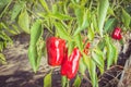 Red pepper harvest ripening on the bush.