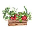 Red pepper and Provencal herbs: basil, rosemary, cumin, marjoram. Farm style. harvest, agriculture, Watercolor illustration is