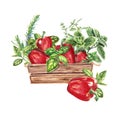 Red pepper and Provencal herbs: basil, rosemary, cumin, marjoram. Farm style. harvest, agriculture, Watercolor illustration is