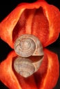 Red pepper and snail shell Royalty Free Stock Photo