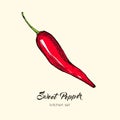 Red pepper vector isolate. Hand drawn illustration sweet bulgarian bell paprika capsicum chili red hot pepper icon logo Royalty Free Stock Photo