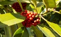 Red peppercorn berries on hybrid holly close up